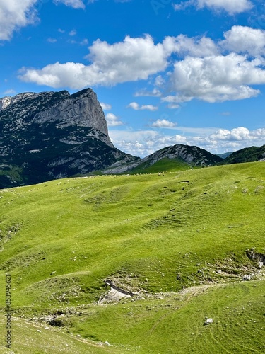 landscape in summer