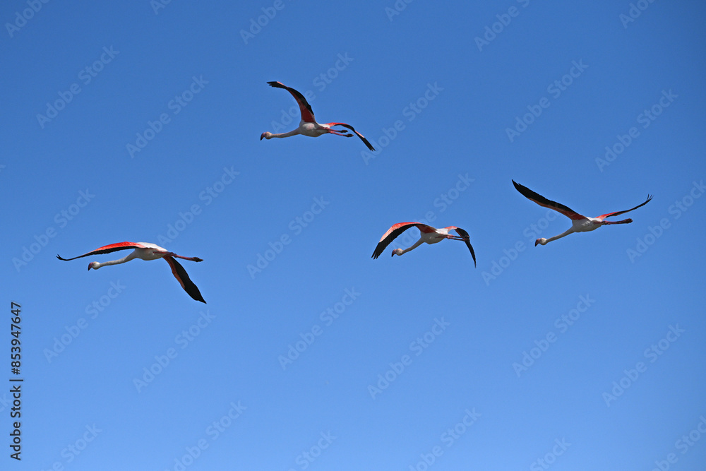 Fototapeta premium pink flamingos in flight against blue sky