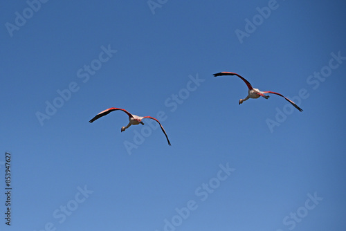pink flamingos in flight against blue sky
