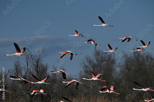 pink flamingos in flight against blue sky