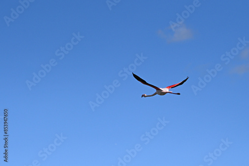 pink flamingos in flight against blue sky