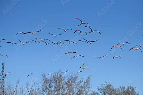 pink flamingos in flight against blue sky