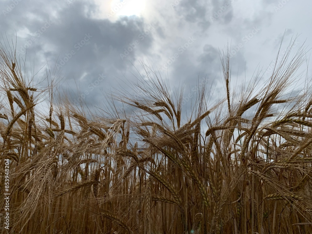 Fototapeta premium grass and sky