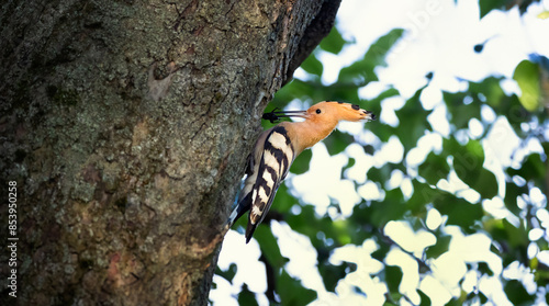 Beautiful Upupa epops Hoopoe they feed their young in a nest in a tree.