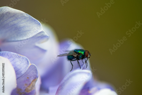 Emerald Visitor: Close-Up of Green Fly on Wisteria Sinensis photo