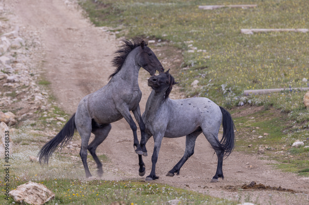 Fototapeta premium Wild Horse Stallions Fighting in Summer in the Pryor Mountains Montana