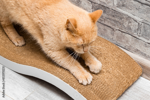 domestic cat sharpens its claws on a scratching post. cardboard cat scratching post. cat sharpens its claws