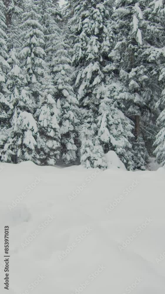 Fantastic view of snow forrest during winter Fantastic view of snow forrest during winter