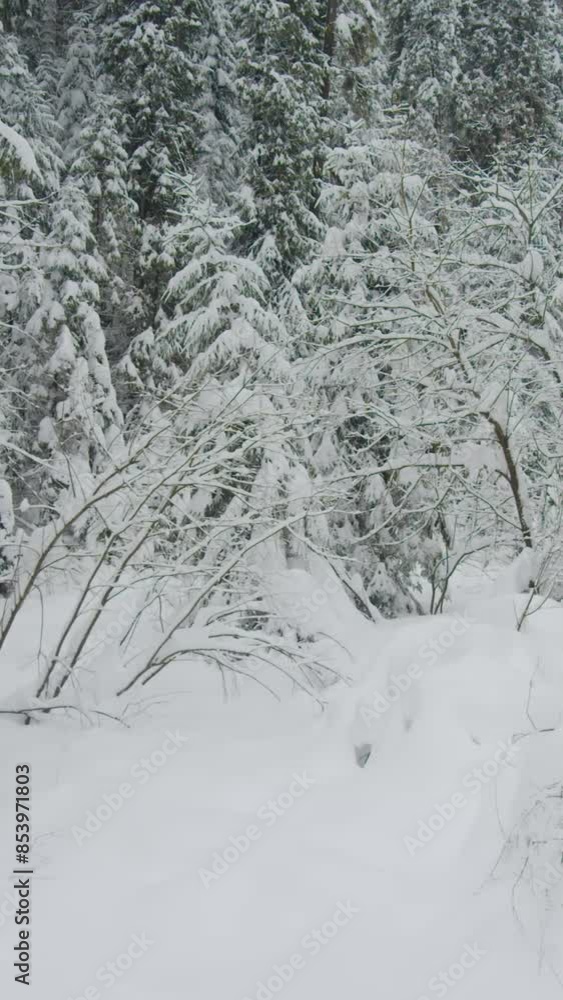 Fantastic view of snow forrest during winter Fantastic view of snow forrest during winter