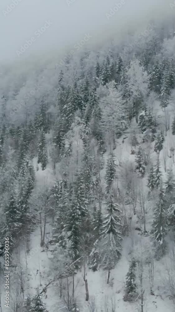 Fantastic view of snow forrest during winter Fantastic view of snow forrest during winter