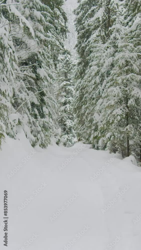 Fantastic view of snow forrest during winter Fantastic view of snow forrest during winter