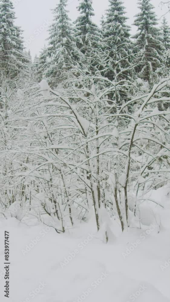 Fantastic view of snow forrest during winter Fantastic view of snow forrest during winter