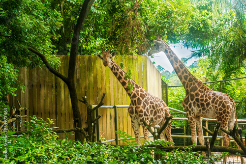 Photography Northern Giraffe in the wild