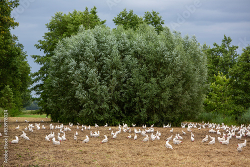 free roaming white chickens near shrubs and trees in holland on windy summer day photo