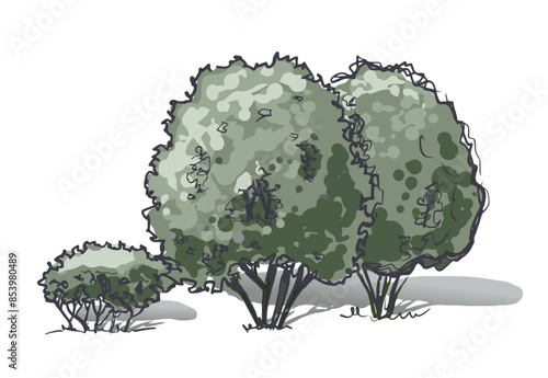 Groups of trees sketch in color. Hand drawing. isolated on white background vector.
