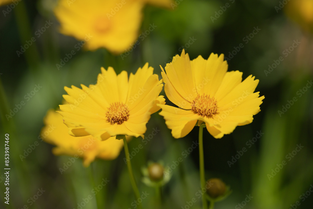 Coreopsis lanceolata Yellow flowers swaying in the wind Coreopsis lanceolata Yellow flowers swaying in the wind