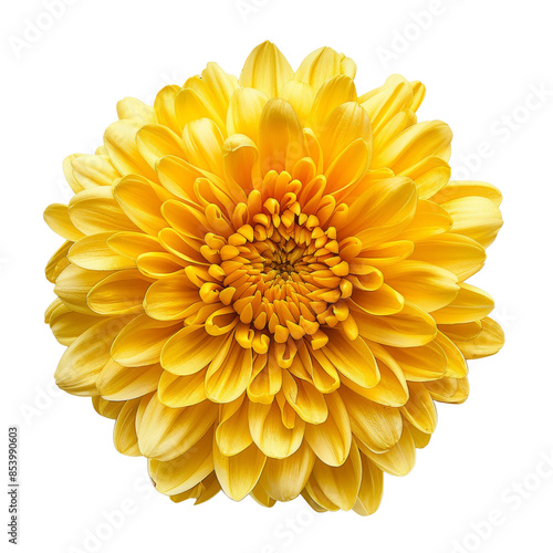yellow flower isolated on transparent background cutout