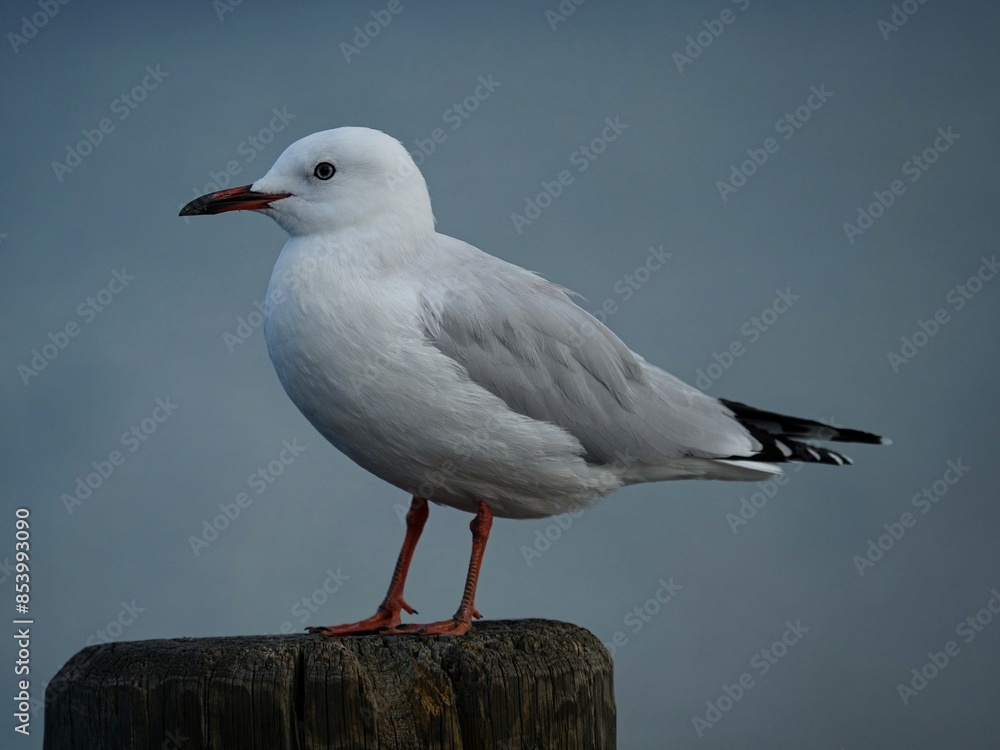 Detailed closeup of red-billed gull marine animal sitting on wooden post in Cromwell New Zealand with blurred background Detailed closeup of red-billed gull marine animal sitting on wooden post in Cromwell New Zealand with blurred background