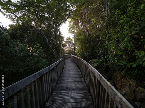 Wooden treetop path walkway leading through lush green bush forest vegetation, Denniston Incline West Coast New Zealand