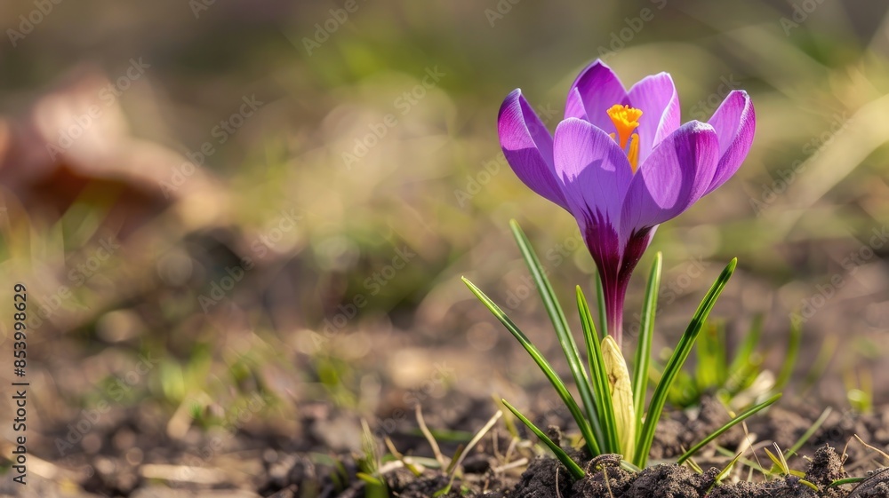 Purple crocus flower blooming in garden Purple crocus flower blooming in garden