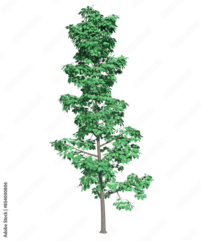 Albero con e senza foglie i, verdi, gialle, rosse o, arancioni o multicolore fondo trasparente e isolato
Albero con e senza foglie i, verdi, gialle, rosse o, arancioni o multicolore fondo trasparente e isolato