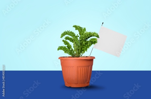 A lush green potted plant on desk photo