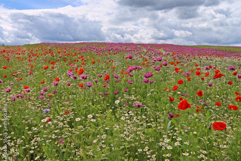 Schlafmohnblüte (Papaver somniferum) mit Klatschmohn (Papaver rhoeas) und Kamille (Matricaria chamomilla) in Germerode am Meißner. Schlafmohnblüte (Papaver somniferum) mit Klatschmohn (Papaver rhoeas) und Kamille (Matricaria chamomilla) in Germerode am Meißner.