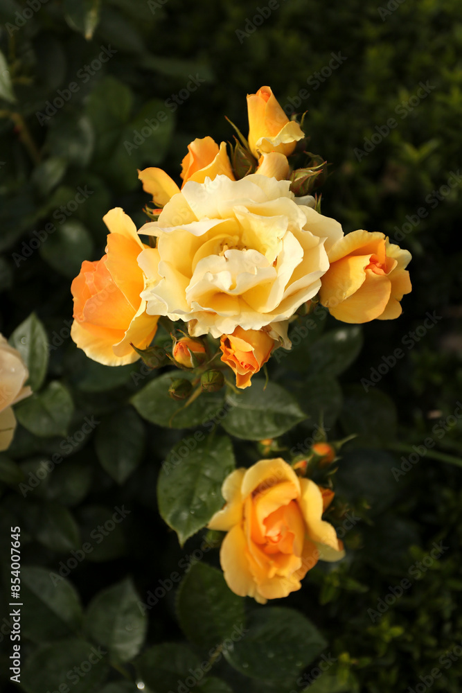Rosier en floraison avec fleurs jaunes Rosier en floraison avec fleurs jaunes