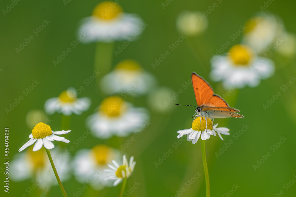 The large copper sitting on the blooming flower and sucking sweet necktar The large copper sitting on the blooming flower and sucking sweet necktar