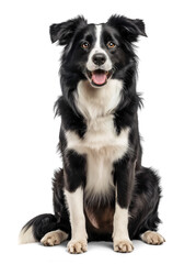 Border Collie in sitting position, smiling on isolated background