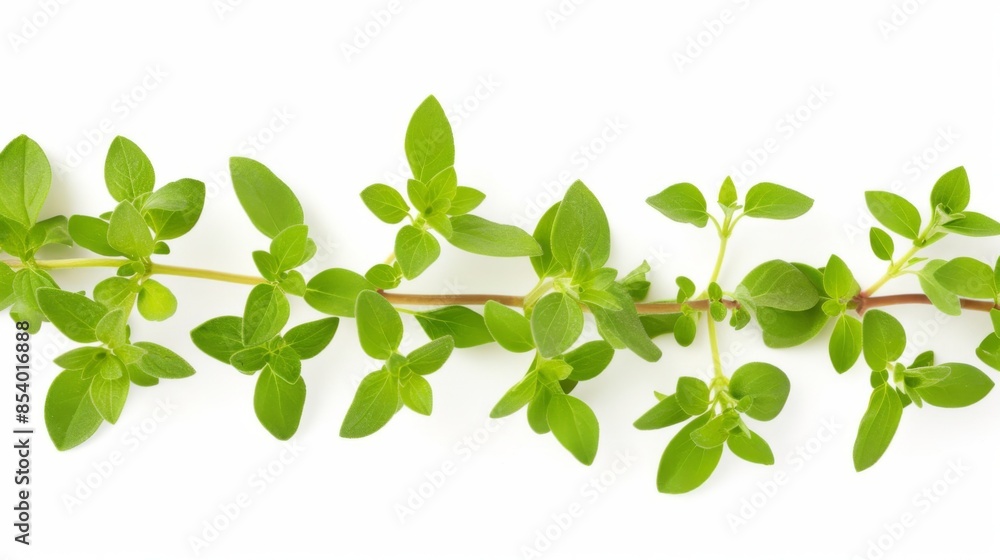 Obraz premium Fresh oregano isolated on a white background