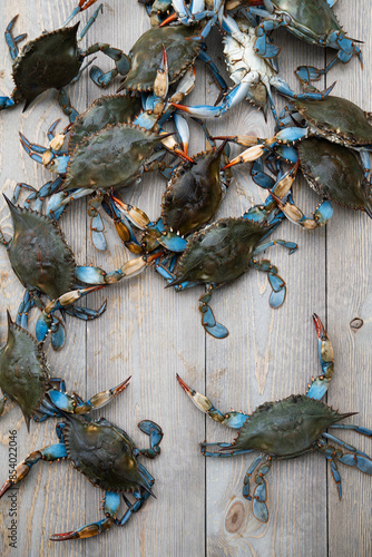 blue crabs