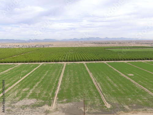 Yuma, Arizona Farm Fields 