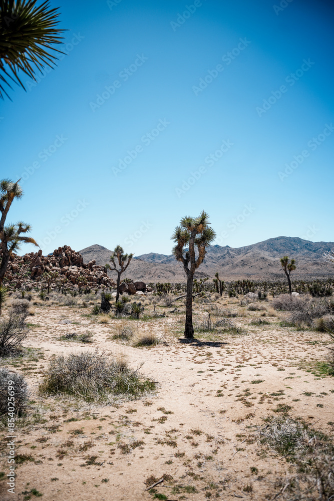 Joshua Tree National Park, Trees Joshua Tree National Park, Trees
