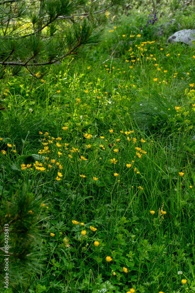 Obraz premium grass and flowers
