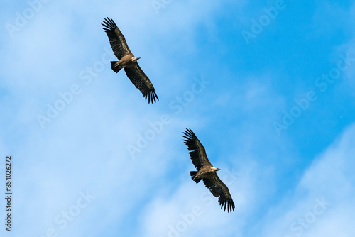 Gänsegeier im Paarflug photo