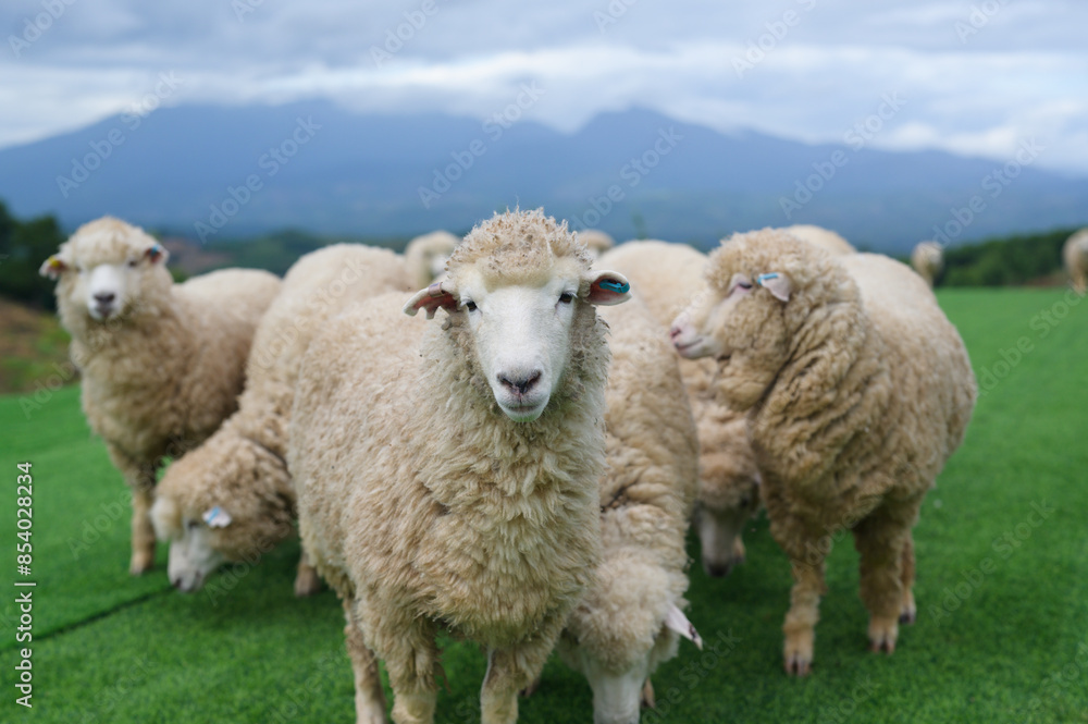 The sheep are staring directly at the camera, while behind them, the mountains rise magnificently. The sheep are staring directly at the camera, while behind them, the mountains rise magnificently.