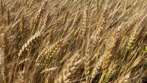 Close-up a ripe wheat grain field on a summer sunny day. photo