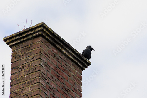 A crow sits on a clinker chimney in the town of Edam in the Netherlands photo