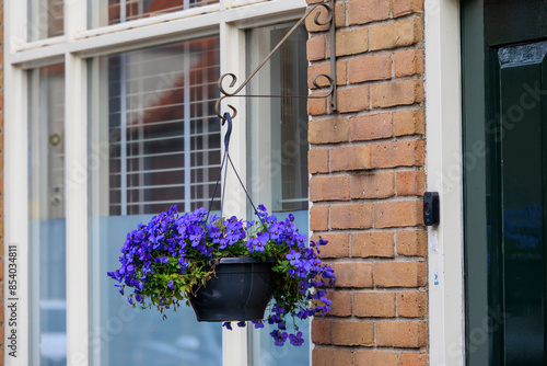 A flowerpot with blue violets hangs on a brick wall in the town of Edam in the Netherlands photo