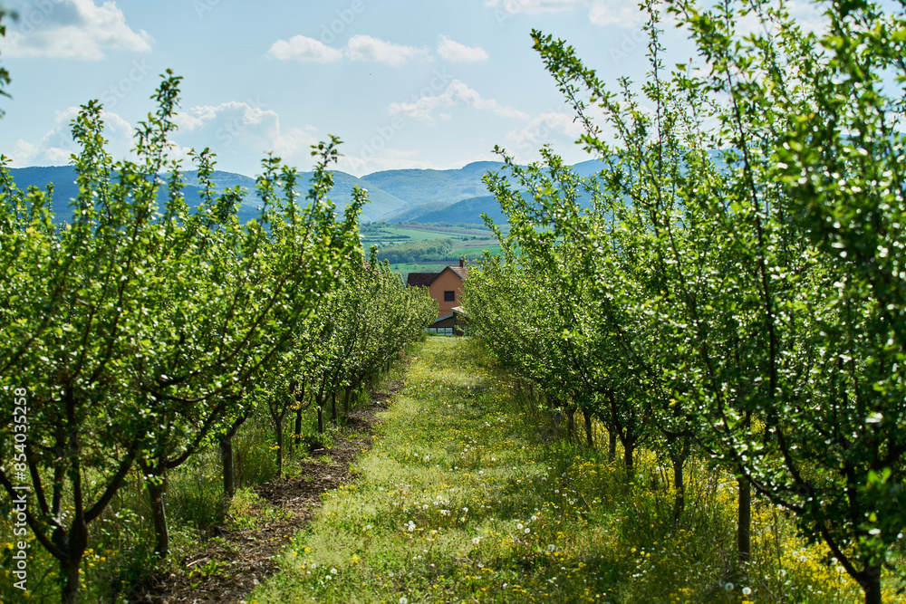Naklejka premium trees of the farm in Serbia