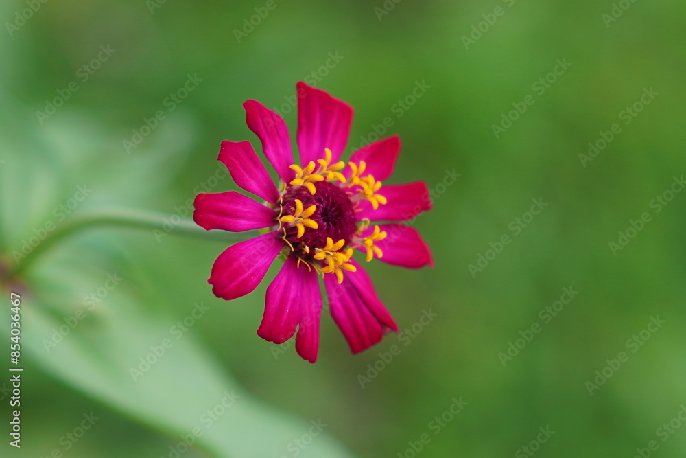 Obraz premium pink zinnia flower bloom in the garden
