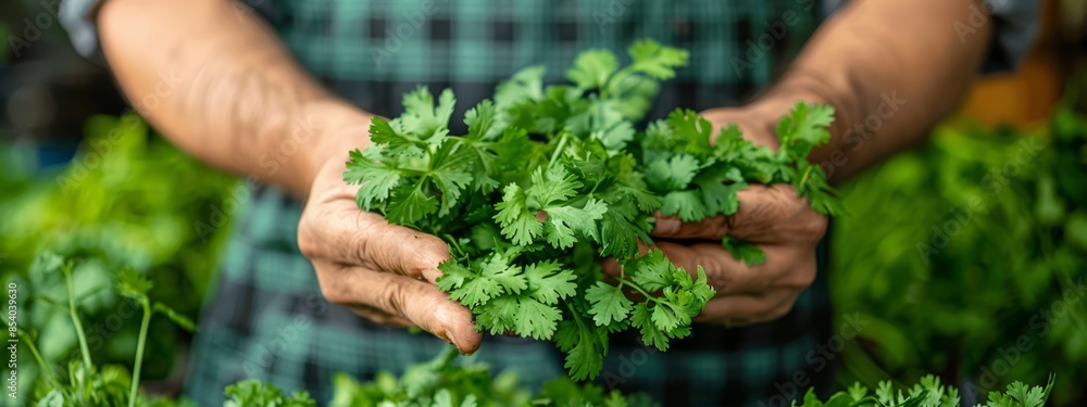 A tight shot of someone's hands clutching a full bundle of parsley The scene's backdrop is filled with various other plants A tight shot of someone's hands clutching a full bundle of parsley The scene's backdrop is filled with various other plants