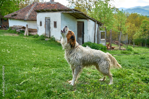 village guard dog howling
