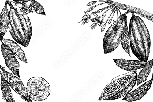 frame with cocoa fruit graphic vector illustration, hand drawn sketch of vegetable, leaves. Botanical drawing of tropical fruit. Engraving for food packaging design. Plant sketch