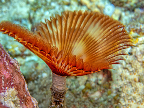 Sabellidae, or feather duster worms, are a family of marine polychaete tube worms photo