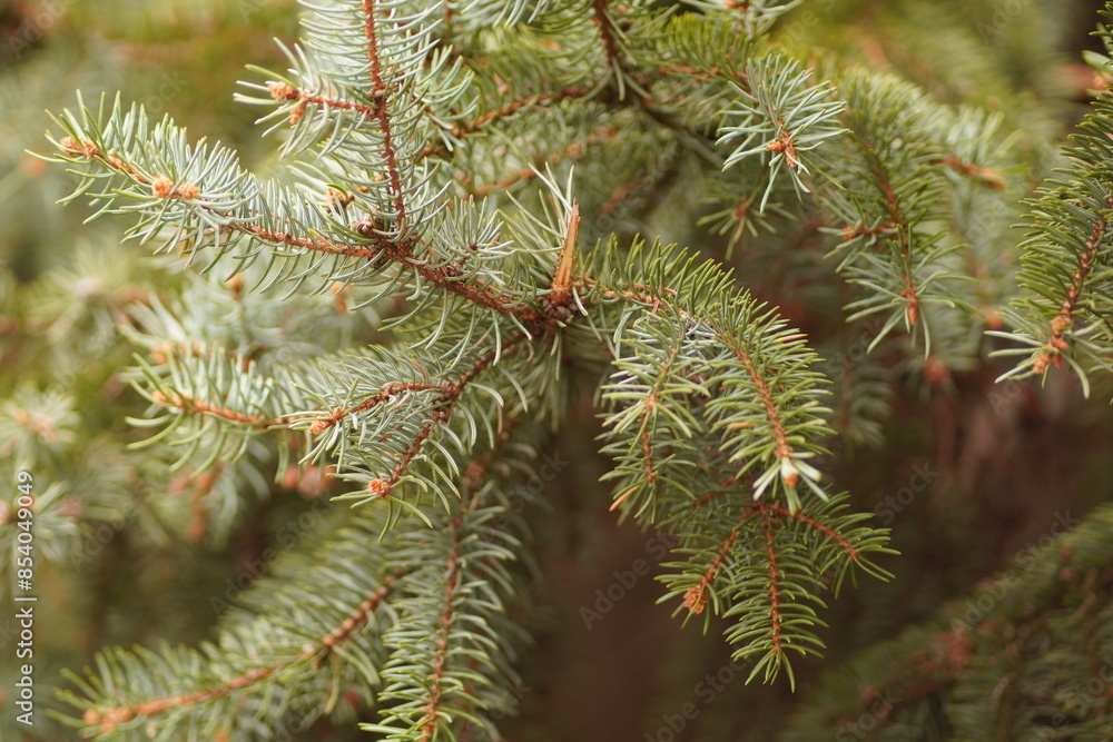 pine tree branches pine tree branches