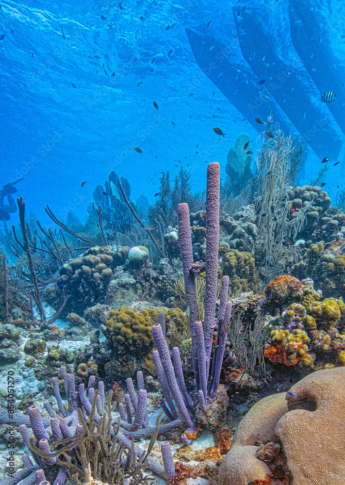 Fototapeta premium Caribbean coral garden off coast of Bonaire