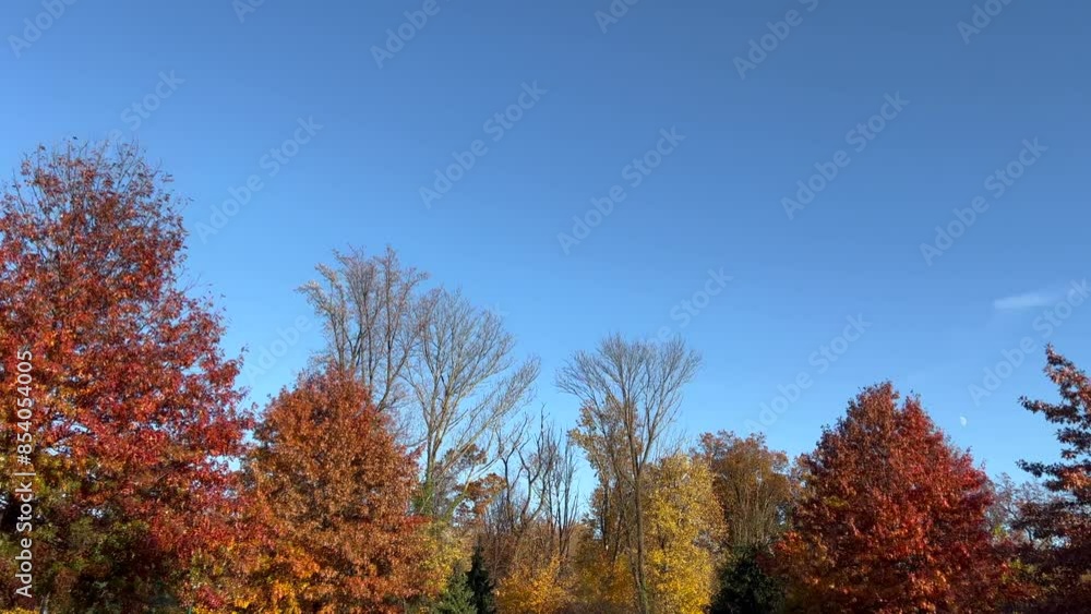 fall colors on trees in the park end of afternoon with moon in the background fall colors on trees in the park end of afternoon with moon in the background
