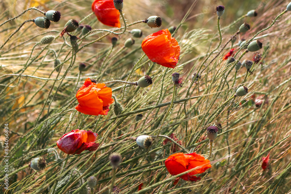 Fototapeta premium Poppy field in the summer. Poppy flowers in the wind. Wild nature in beauty. Summertime landscape. Rural landscape. Beautiful countryside. Green grass and wild flowers close up.